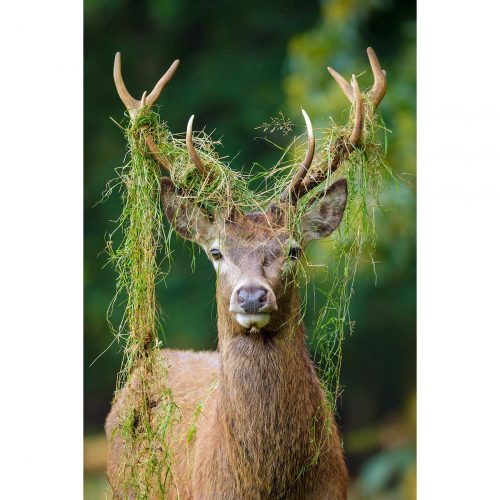 Red Deer Stag © Robert Kelly