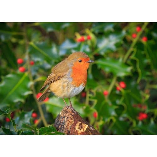 Fine art print of a Robin in Holly